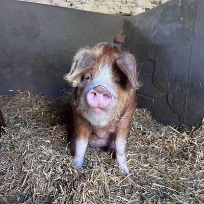 Sali, one of the Oxford Sandy and Black pigs at Glynllifon